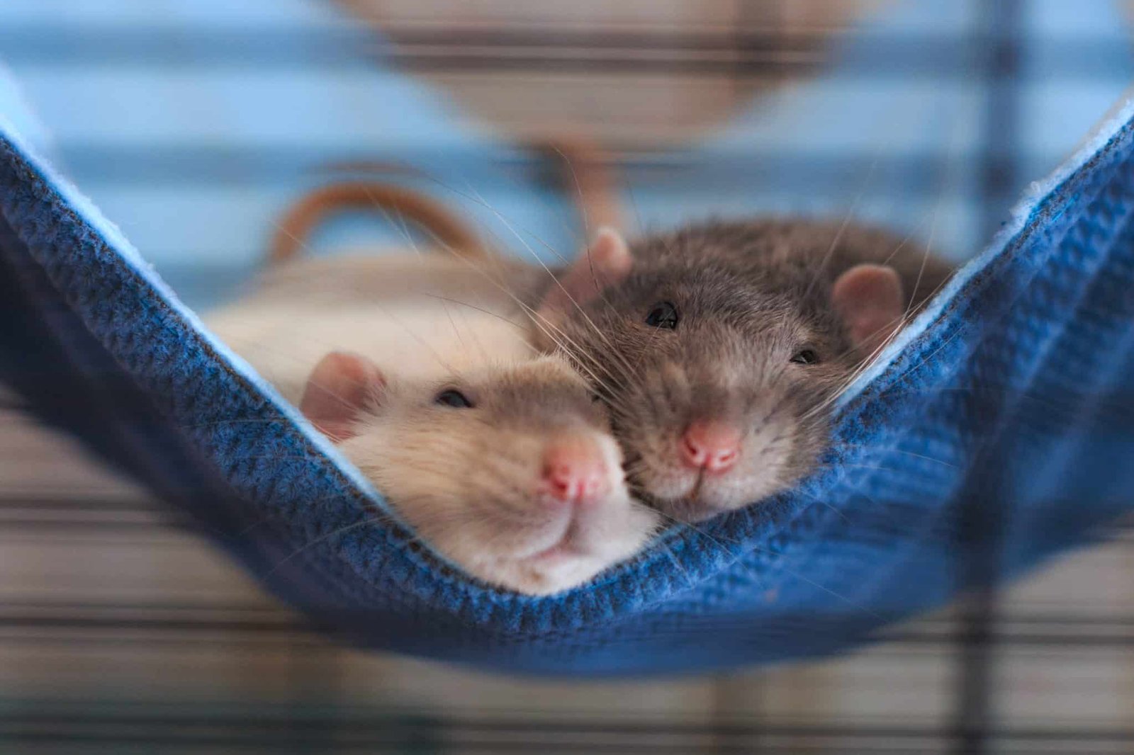 Ratten kuscheln miteinander