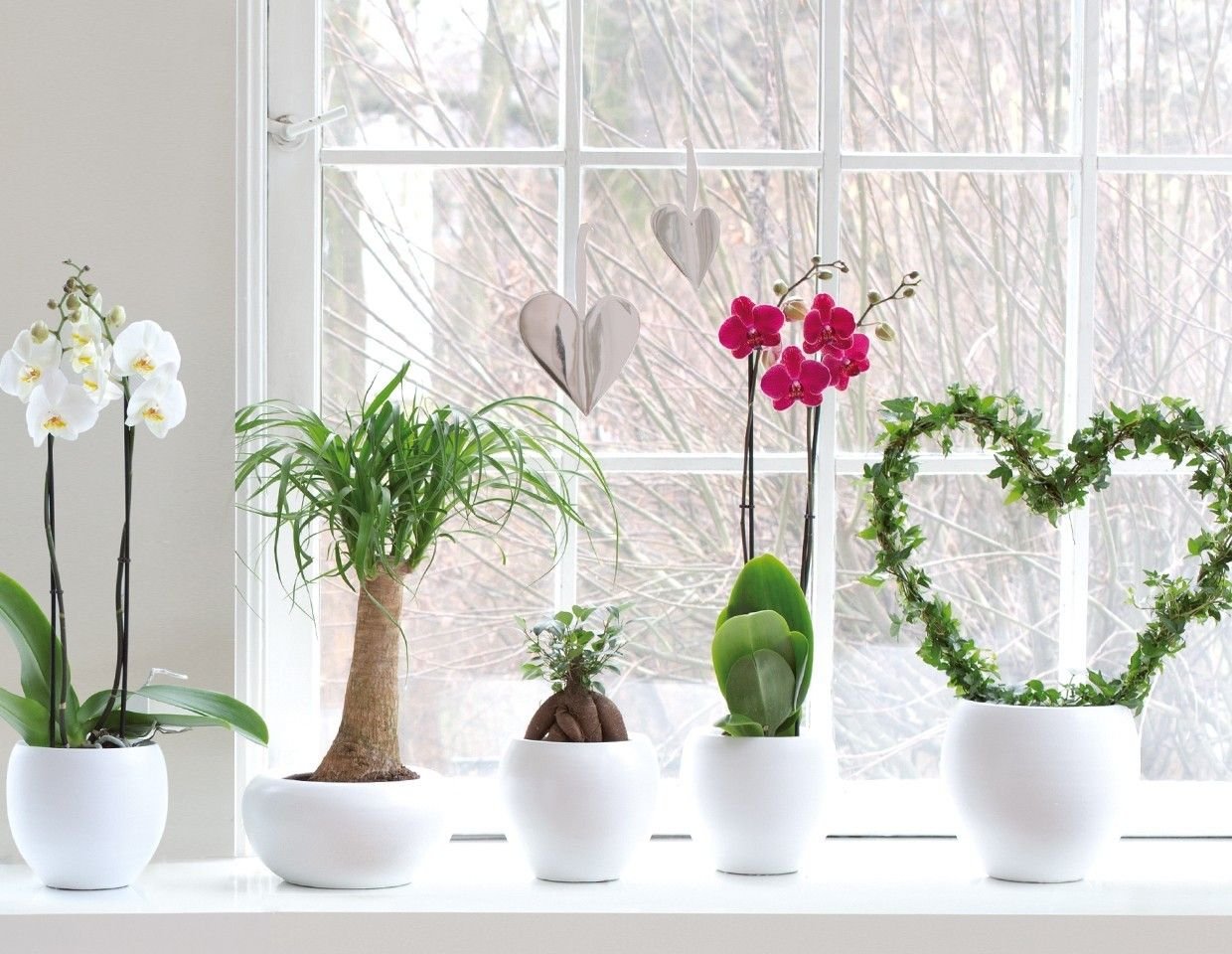 5 lucky charms among indoor plants