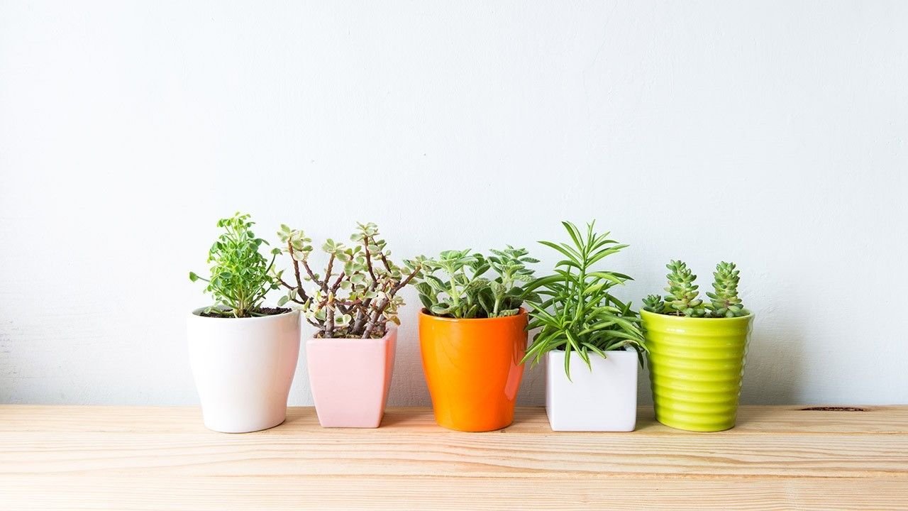 8 great indoor plants that ensure a pleasant room temperature