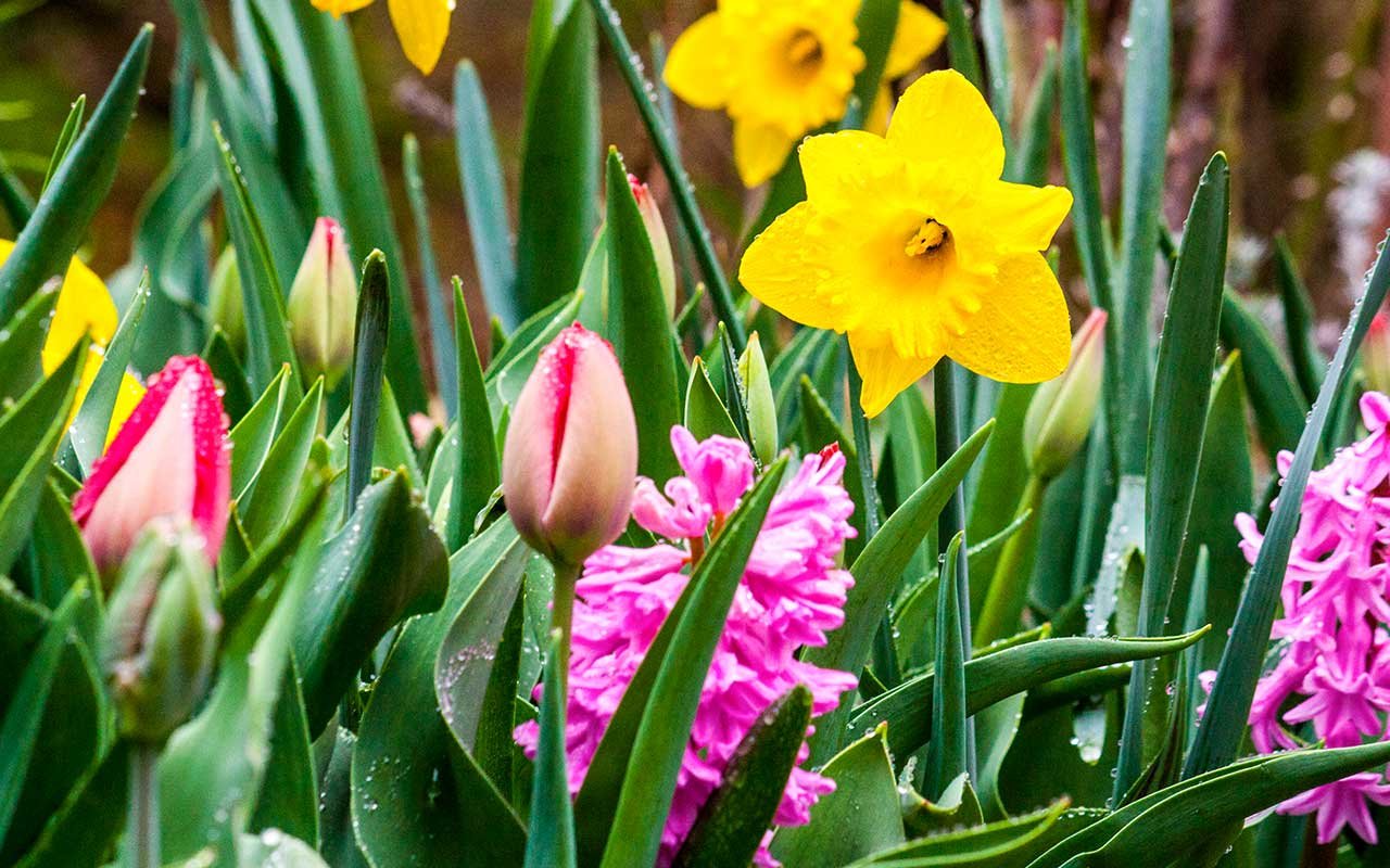 Flower festival with bulb flowers