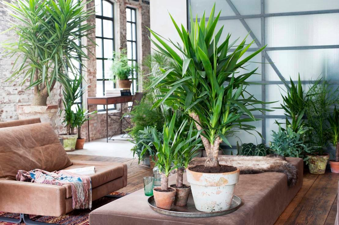 Indoor plants that get along well with little light