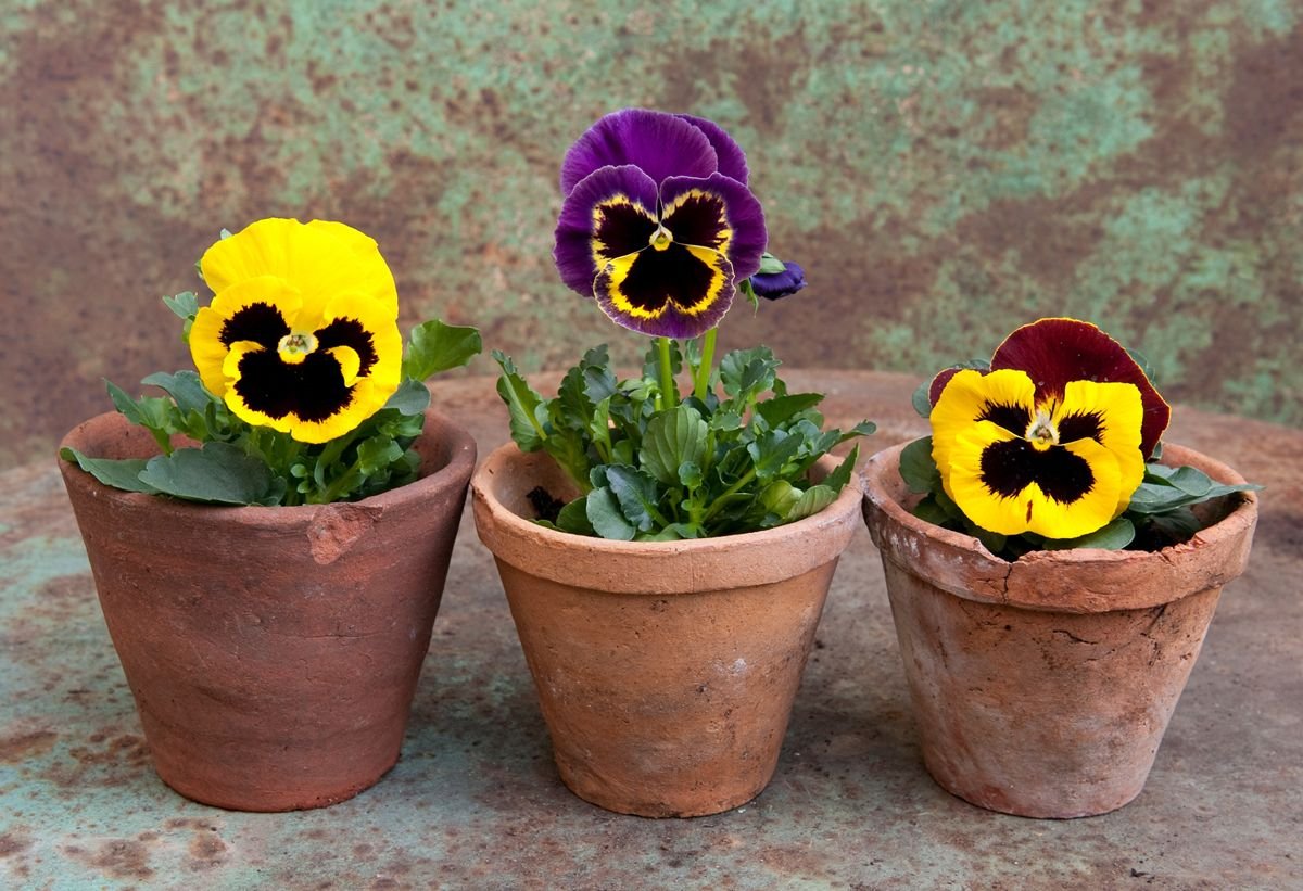 Nicely decorated with pansies