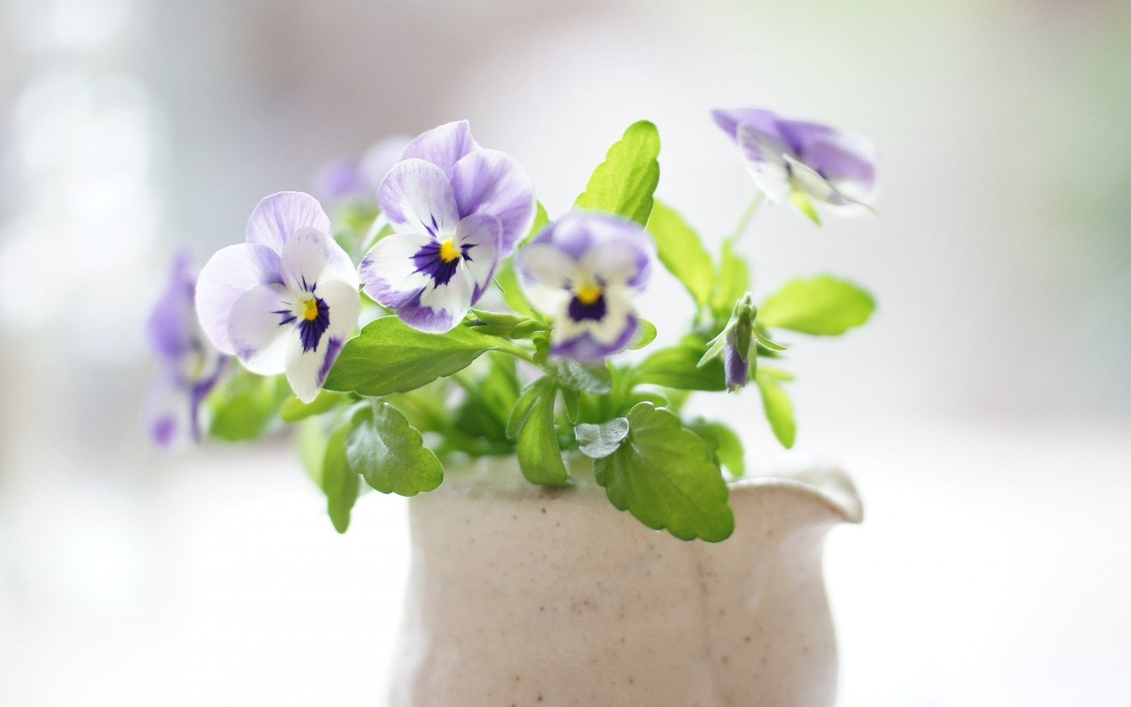 Pansies care tips and useful information