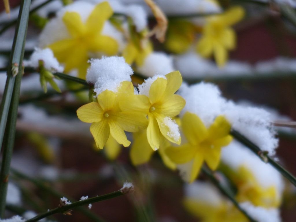 The winter jasmine beautifies your garden in the cold season