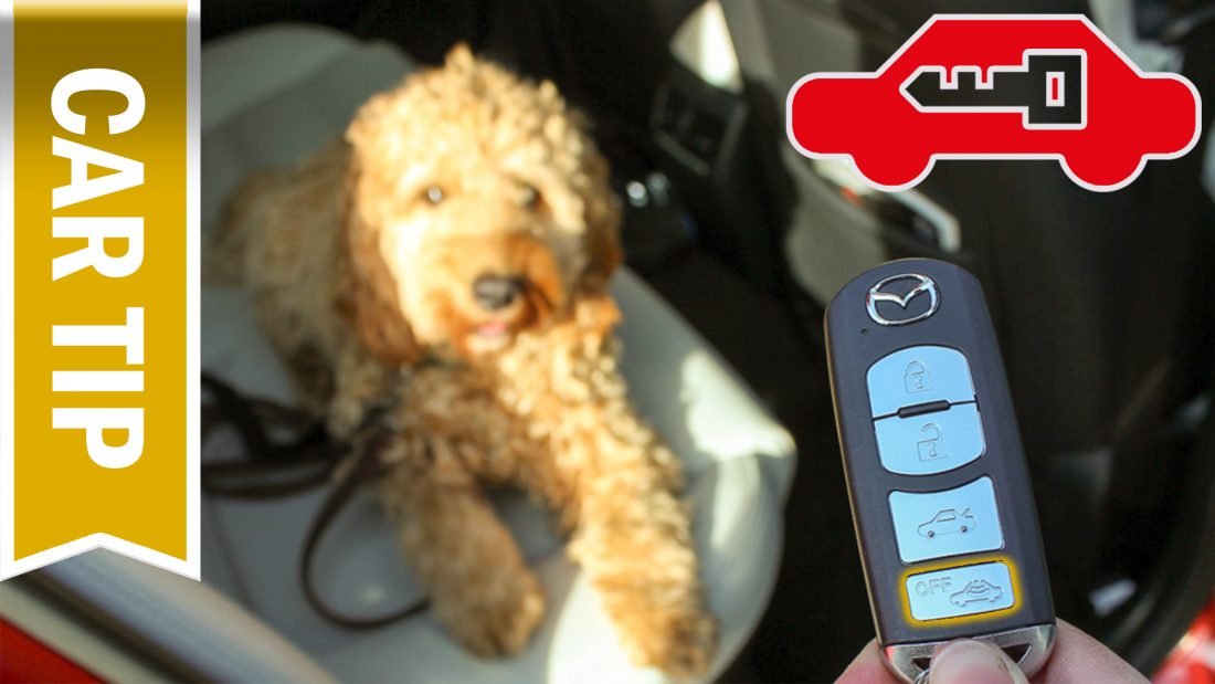 Video Dog in the car Switch off the alarm system