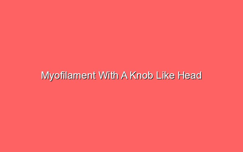 myofilament with a knob like head 18668