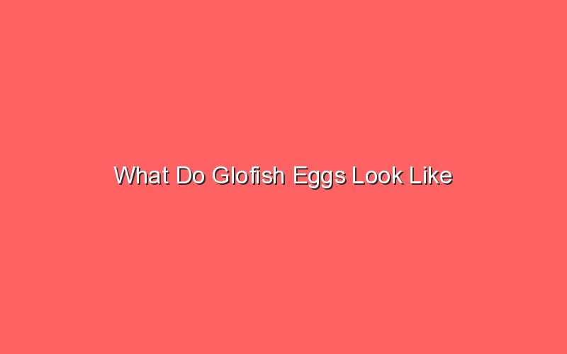 what do glofish eggs look like 18166
