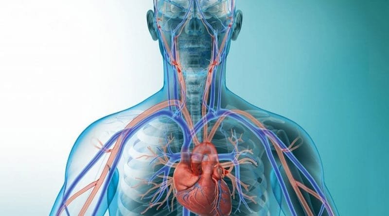 Tips For Understanding How Does The Circulatory System Work – Sonic Hours