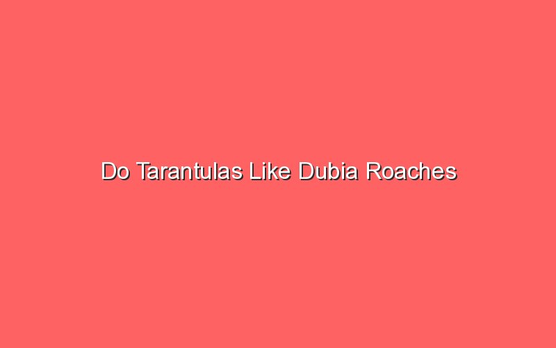 do tarantulas like dubia roaches 19450 1