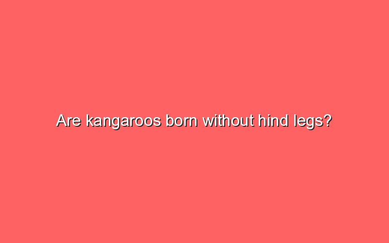 Are Kangaroos Born Without Hind Legs? Sonic Hours