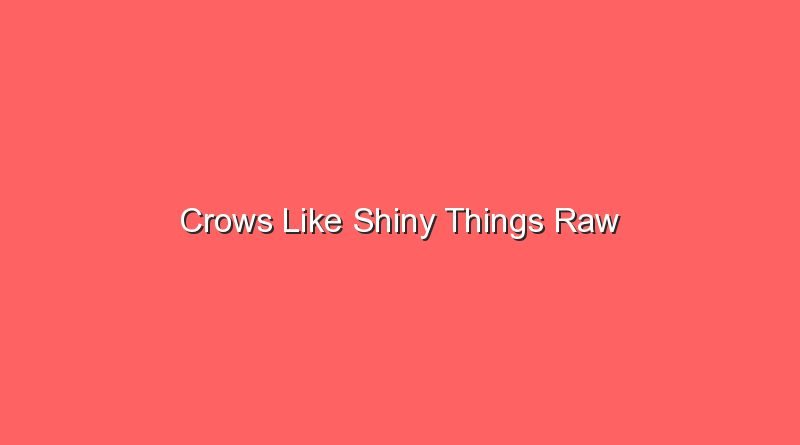 crows like shiny things raw 17209