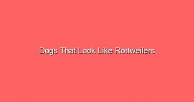 dogs that look like rottweilers 17330