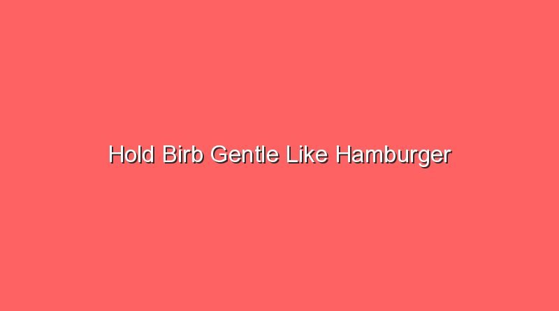 hold birb gentle like hamburger 17469