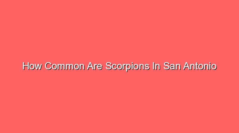 how common are scorpions in san antonio 15053