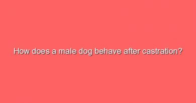 how does a male dog behave after castration 11533