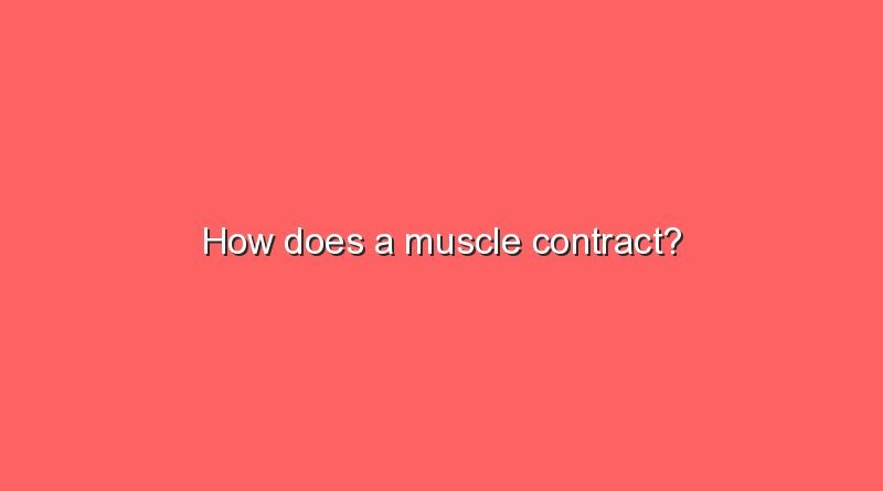 how does a muscle contract 11468