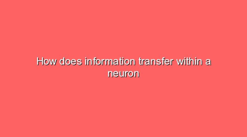 how does information transfer within a neuron work 9695