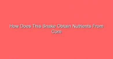 how does this snake obtain nutrients from corn 13173