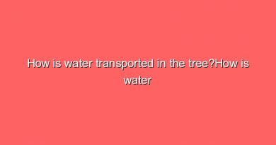 how is water transported in the treehow is water transported in the tree 8983