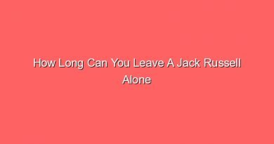 how long can you leave a jack russell alone 31116