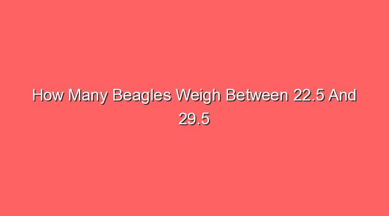 how many beagles weigh between 22 5 and 29 5 pounds 15363