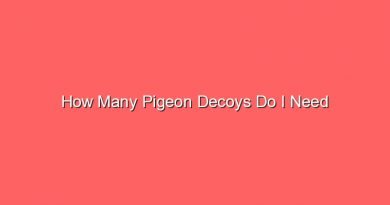 how many pigeon decoys do i need 15654