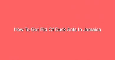 how to get rid of duck ants in jamaica 16629