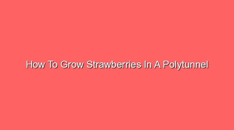 how to grow strawberries in a polytunnel 16695