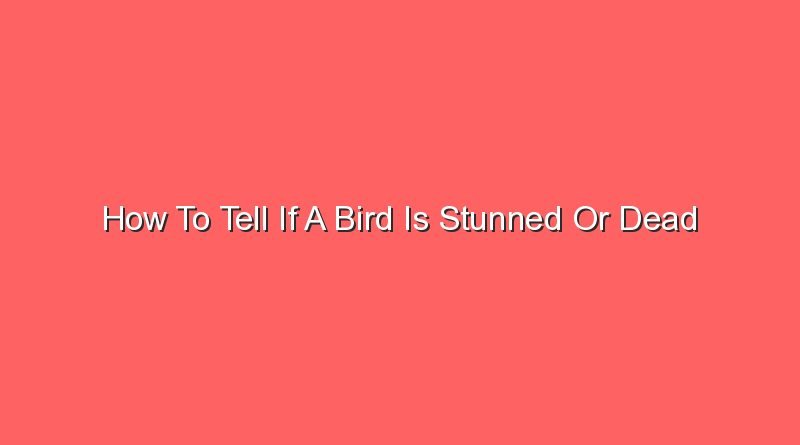 how to tell if a bird is stunned or dead 12930
