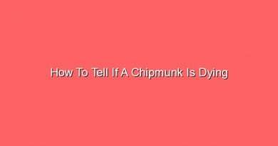 how to tell if a chipmunk is dying 13625