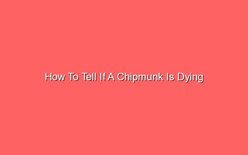 how to tell if a chipmunk is dying