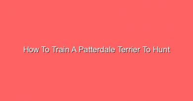 how to train a patterdale terrier to hunt 20870