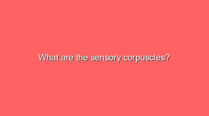 what are the sensory corpuscles 6581