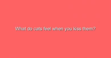 what do cats feel when you kiss them 7370