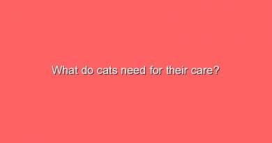 what do cats need for their care 8429