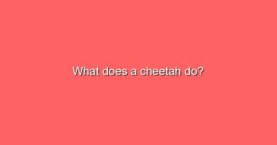 what does a cheetah do 5469