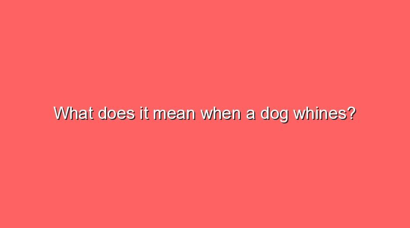 what does it mean when a dog whines 10438