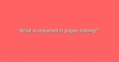 what is important in puppy training 16808