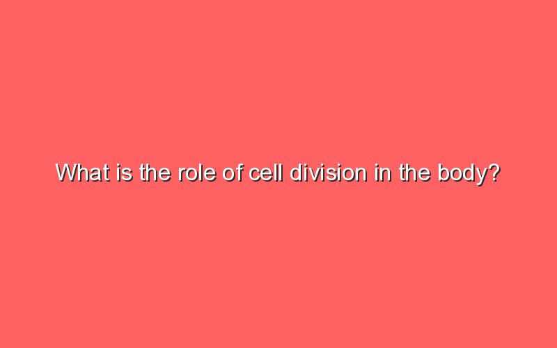 what-is-the-role-of-cell-division-in-the-body-sonic-hours