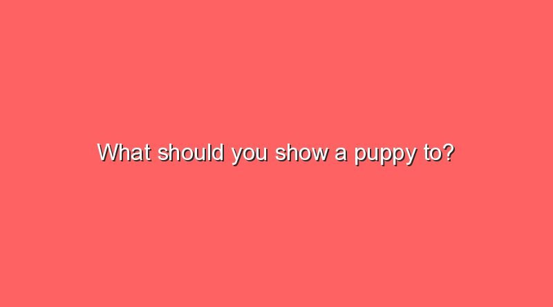 what should you show a puppy to 6915
