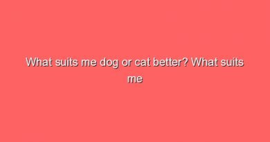 what suits me dog or cat better what suits me dog or cat better 6763