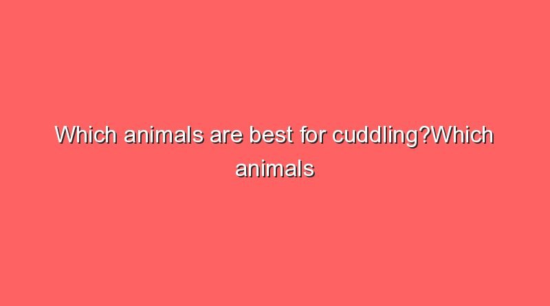 which animals are best for cuddlingwhich animals are best for cuddling 7954