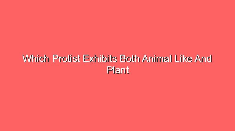 which protist exhibits both animal like and plant like characteristics 17252