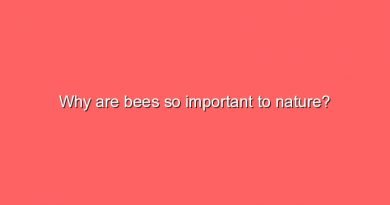 why are bees so important to nature 11367