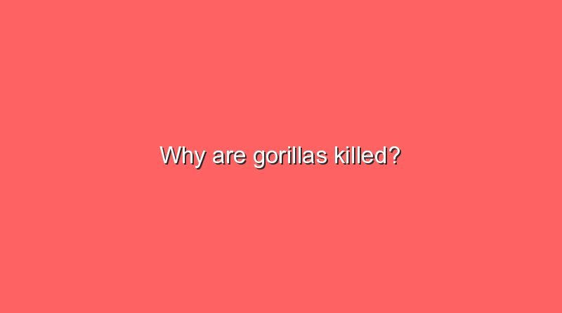 why are gorillas killed 9229