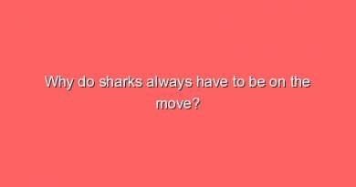 why do sharks always have to be on the move 10070
