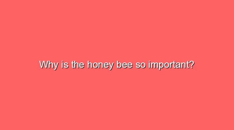 why is the honey bee so important 15919