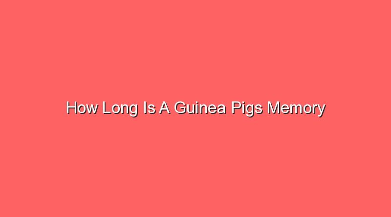 how long is a guinea pigs memory 31327